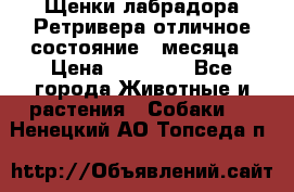 Щенки лабрадора Ретривера отличное состояние 2 месяца › Цена ­ 30 000 - Все города Животные и растения » Собаки   . Ненецкий АО,Топседа п.